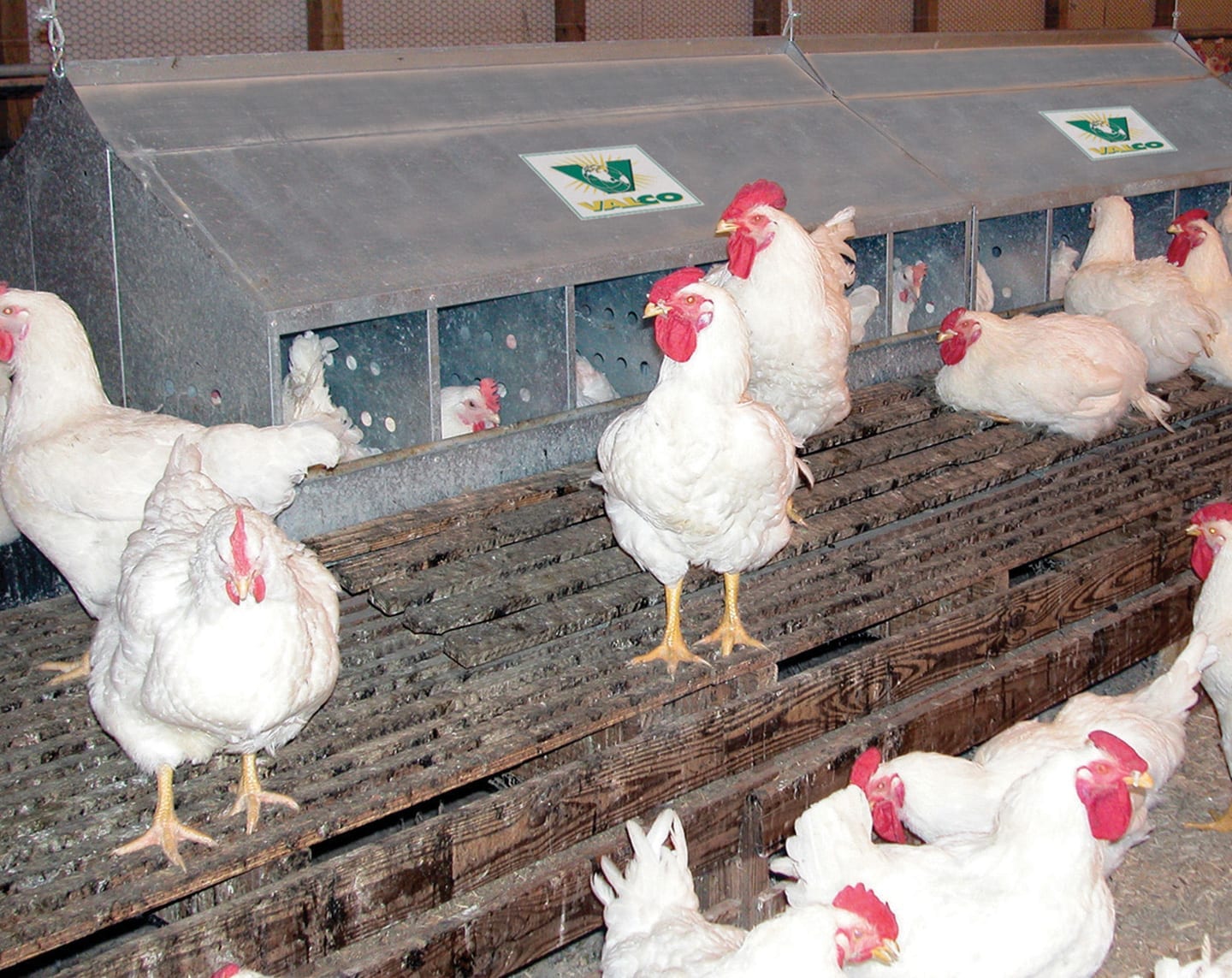 Breeder Management to Avoid Floor Eggs - VAL-CO