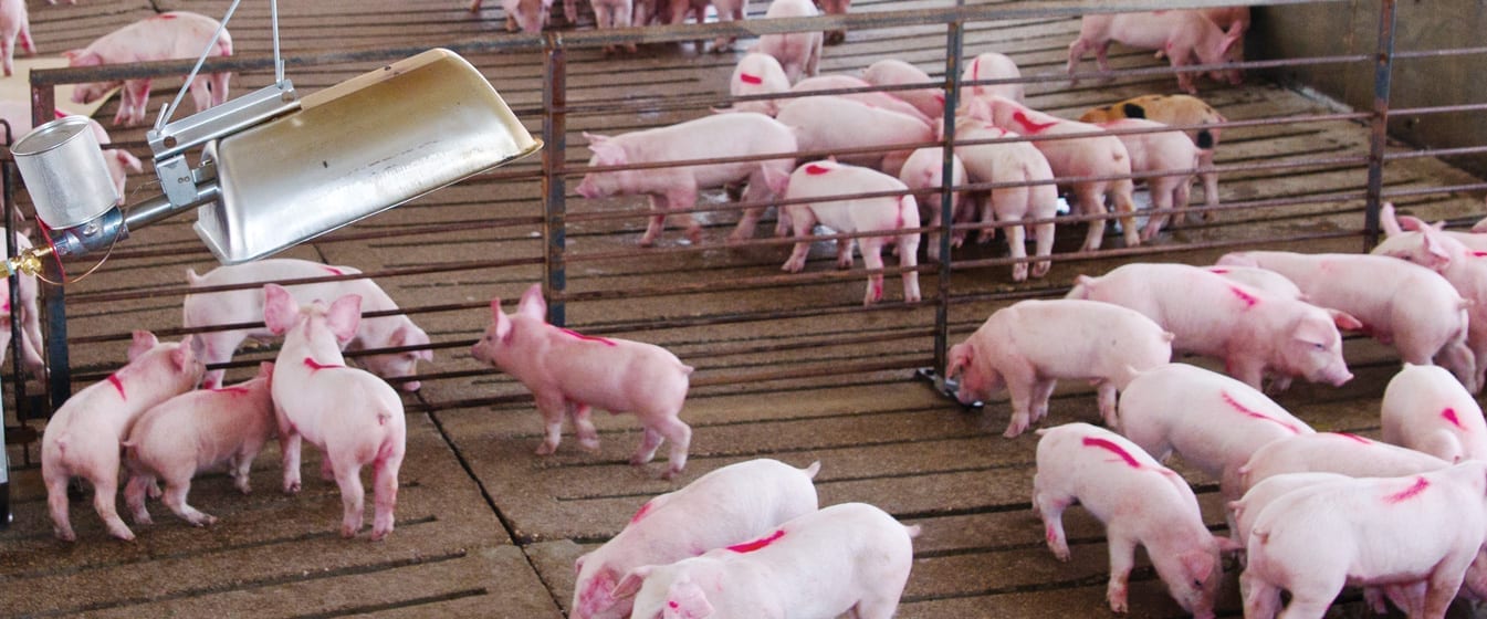 Swine - VAL-CO swine production systems for optimal swine rearing