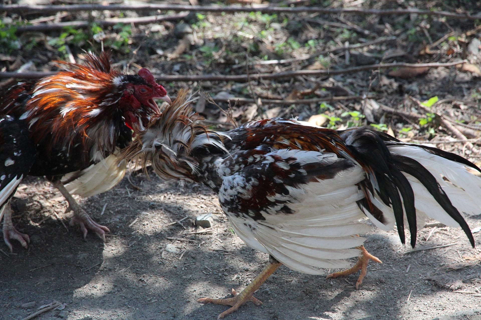 preventing-pecking-and-cannibalism-in-poultry-val-co