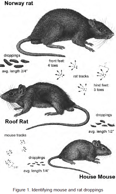 RODENT #3